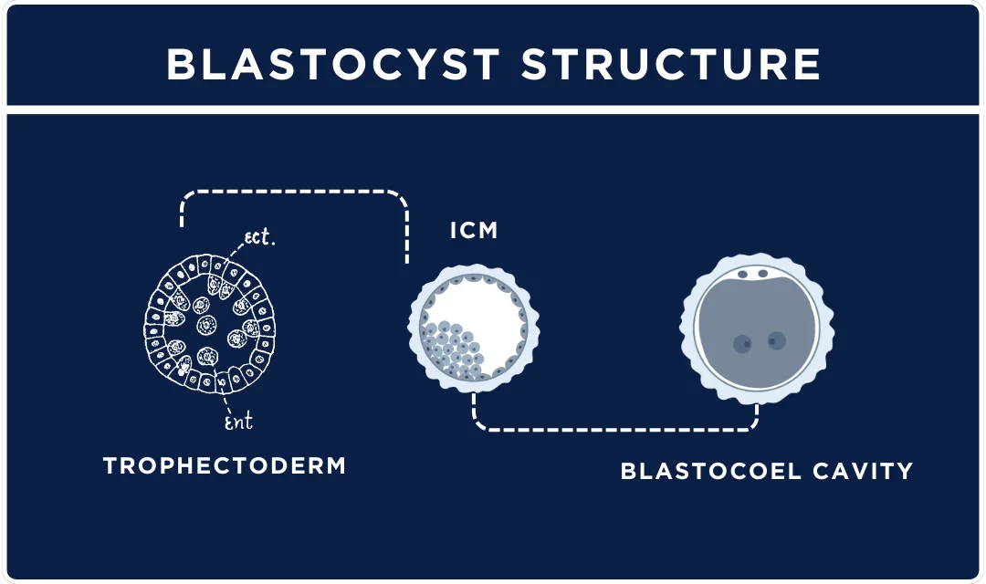 An illustration of components of a blastocyst.