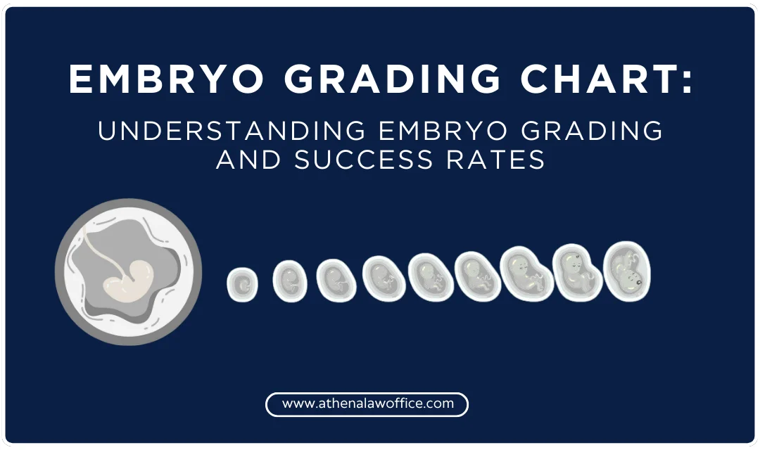 Embryo Grading Chart: Understanding Embryo Grading And Success Rates